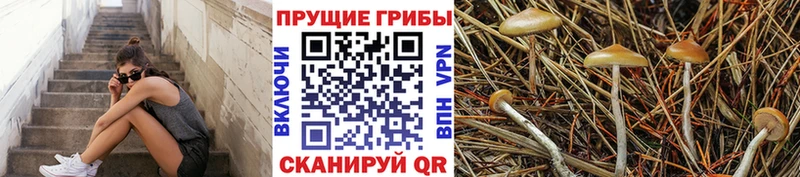 магазин продажи Отрадная дарк нет телеграм Псилоцибиновые грибы Magic Shrooms